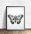 Moth Art Print Poster