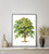 American Chestnut Tree Art Print Poster