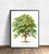 American Chestnut Tree Art Print Poster