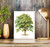 American Chestnut Tree Art Print Poster