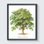 American Chestnut Tree Art Print Poster