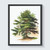 Eastern Hemlock Tree Art Print Poster