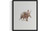 Aardvark Art Print Poster