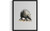 Armadillo Art Print Poster