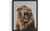 Lion Art  Print Poster