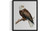 Bald Eagle Art Print Poster