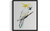 Cockatoo Art Print Poster