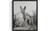 Jackal Art Print Poster