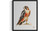 Falcon Art  Print Poster