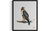 Hawk Art  Print  Poster
