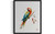 Parrot Art  Print  Poster