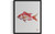 Red Snapper Art Print Poster
