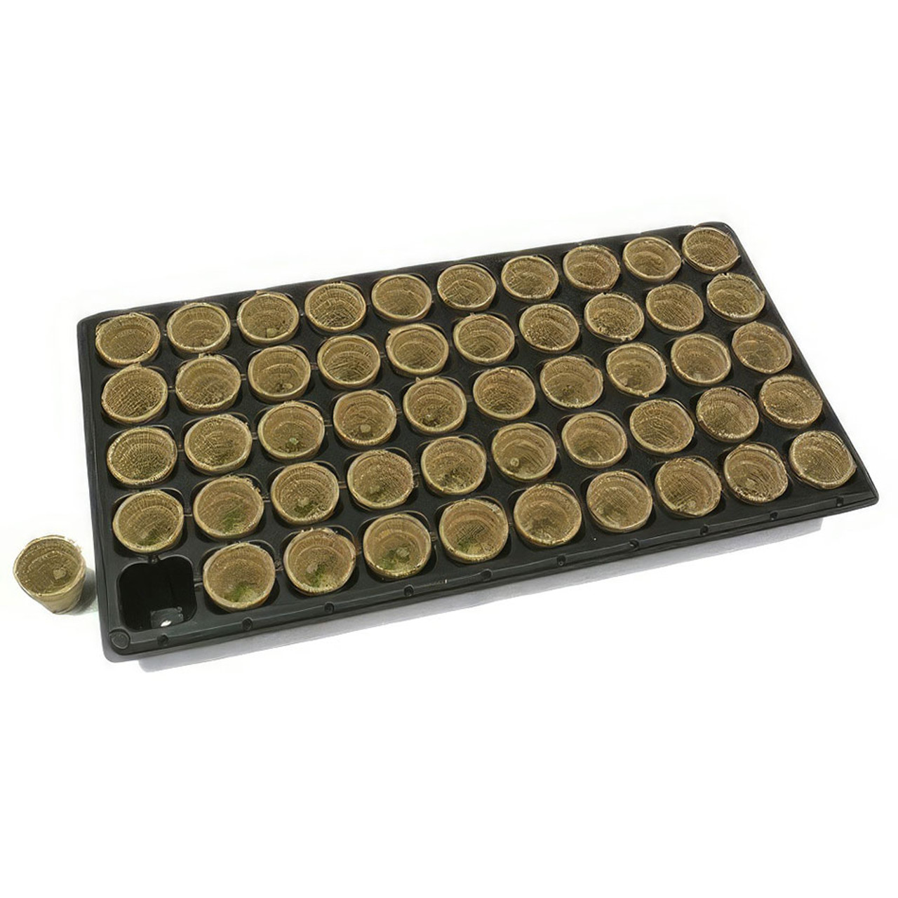 COCO PLUGS 36MM TRAY OF 50 CELLS