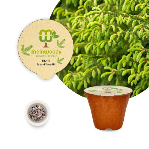 Fichte Baum-Pflanz-Kit