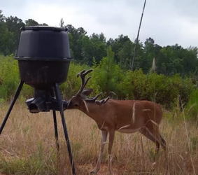 The Role of Feeding and Feeders in Preparing for Deer Season in Georgia