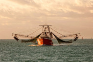 Biloxi Shrimp: From the Gulf of Mexico to All Over the Country
