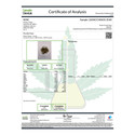 Purple Haze Premium THCa Flower from Kefi Kanna featuring laboratory verified potency and premium craft cannabis.
