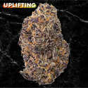Purple Haze Premium THCa Flower from Kefi Kanna featuring laboratory verified potency and premium craft cannabis.