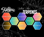 What Are Terpenes?