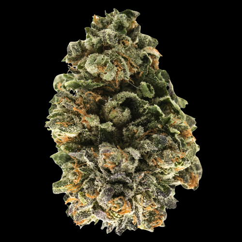 A big, beautiful nug of Insane OG THCa Flower, indica-dominant strain, as seen at KefiKanna.com