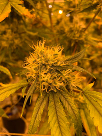 The Demonization of Cannabis 
