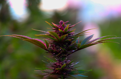 The Sacramental Use of Cannabis