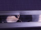 INTELLIGENT ACTUATOR DS-S6M-500 LINEAR ACTUATOR T116425