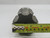 WIDELL 2 3/4-8 HSS GH8 H-8 TAP HIGH SPEED T212301