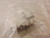 ISODYNE ISOOSPGDHN150M0903K-S-63 CONNECTOR T34040