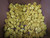 LOT OF 150 MOLEX 1302030798 I2252A PLASTIC INSERT - YELLOW 5-15P T174029 LOT OF 150 MOLEX 1302030798 I2252A PLASTIC INSERT - YELLOW 5-15P T174029