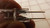 LOT OF 100 BENSHINE G6.35 BI-PIN HALOGEN LAMP T30873