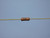 CADDOCK MS214-499K-1% THROUGH HOLE RESISTORS 499 K OHMS +-1 % T137738