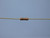 CADDOCK MS176-69.8K-1% THROUGH HOLE RESISTORS 69.8 K OHMS +-1 % T137748