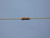 CADDOCK MS176-69.8K-1% THROUGH HOLE RESISTORS 69.8 K OHMS +-1 % T137748