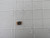 LOT OF 1550 VISHAY WSL2816R1000FEA13 CURRENT SENSE RESISTORS SMD T195890 LOT OF 1550 VISHAY WSL2816R1000FEA13 CURRENT SENSE RESISTORS SMD T195890