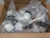 LOT OF 10 MARINCO 1301980059 CS8464NW-I CONNECTOR 50A 480V T165592 LOT OF 10 MARINCO 1301980059 CS8464NW-I CONNECTOR 50A 480V T165592