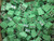 LOT OF 250 PHOENIX CONTACT 3008047168 2 PIN TERMINAL BLOCK T227974