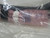 COMMSCOPE HFE212-4MET2-2M HYBRID CABLE ASSEMBLY T268531