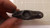 LOT OF 6  5E588 3/4 P STEEL PIPE CLAMP T23843