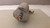 BIMBA 7015-D PNEUMATIC CYLINDER T24588
