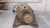 CENTURY ELECTRIC COMPANY 6-213234-01 MOTOR T30350