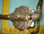 MCDONNELL ITT FLOW SWITCH T7585