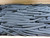 LOT OF 2000 AVON AUTOMOTIVE SECTIONS OF BLACK CABLE SLEEVING