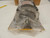 BALDOR GRAHAM 34-6288-1212 MOTOR 2400 RPM 0.75 HP T64401