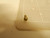 LOT OF 28000 AF032843 4-48 X 0.300 SLOTTED HWH M/S DOG PT CASE HARD STEEL SCREWS T71402