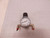 NYCOIL AR2000-01 REGULATOR W/ GAUGE T82645