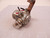 LOT OF 2 PRESTOLITE SAS 5403A SOLENOID T83144