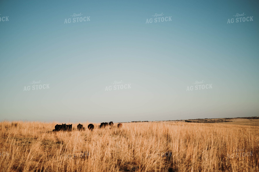 Cattle in Pasture 77215