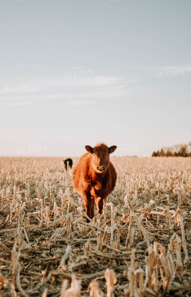 Cow in Pasture 77226