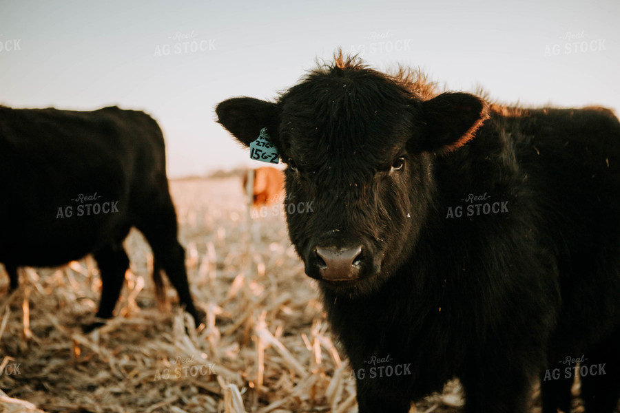 Cow in Pasture 77228